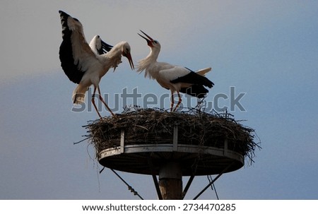 pair of white storks greeting each other with open wings on a nest