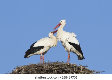 Pair of white storks on nest - Powered by Shutterstock