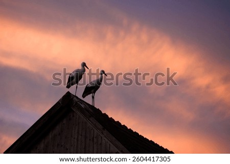A pair of white storks resting on the roof of an old house, silhouetted against a dramatic cloudy sunset sky