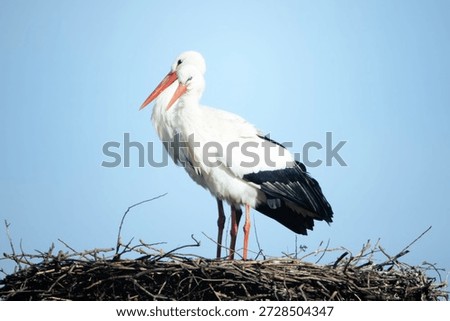 A pair of White Storks in synchronized harmony on their nest in between mating sessions near the IJssel river, Netherlands.