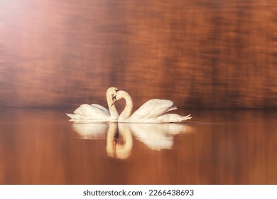 pair of white swans on a quiet lake