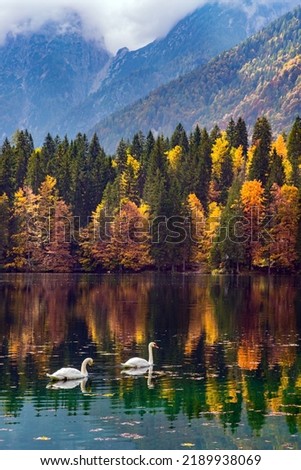 Pair of white swans swim in the lake Fusine in Italy. The colors of the autumn forests are reflected in the icy water of the lake. Sunrise. Mountains covered in morning mist. 