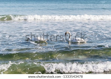 A pair of white swans swims in the sea. Two swans swinging on the sea waves near the shore. Swans feed or seek food in shallow water near an empty beach in spring. White swans on the water.