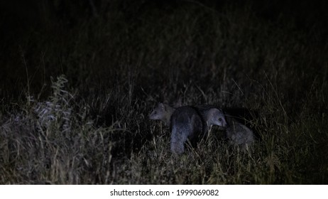 A Pair Of White Tailed Mongooses