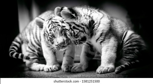 A pair of white tiger resting side by side. White tiger or bleached tiger is a pigmentation variant of the Bengal tiger, young animals, black and white, Zoo Liberec.
