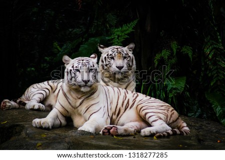 A pair of white tiger resting side by side. White tiger or bleached tiger is a pigmentation variant of the Bengal tiger, which is reported in the wild from time to time in the Indian states.