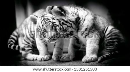 A pair of white tiger resting side by side. White tiger or bleached tiger is a pigmentation variant of the Bengal tiger, young animals, black and white, Zoo Liberec.
