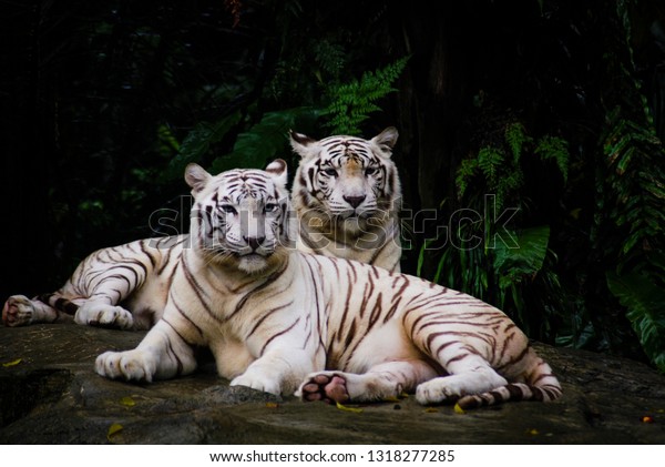 白い虎が2匹並んで休んでいる 白虎や晒し虎はベンガル虎の色素沈着の変異体で インドの州では時々野生で報告される の写真素材 今すぐ編集