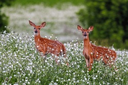 Pair Of White-tailed Deer (Odocoileus Virginianus) Fawns With Spots Standing In A Field Of Wild Flowers During Summer. Selective Focus, Background Blur, Foreground Blur