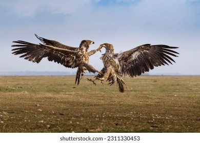 A pair of white-tailed eagles locked in a midair battle with their wings spread wide as they soar