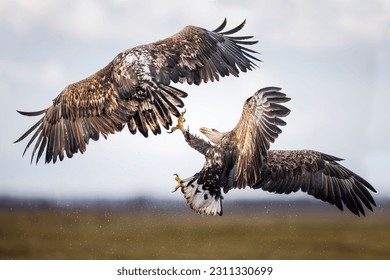 A pair of white-tailed eagles locked in a midair battle with their wings spread wide as they soar