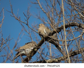 A Pair Of White-winged Doves Near Bob Woodruff Park, Plano, Texas