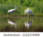 A pair of whooping cranes by a marsh - one standing, one foraging for food in the water. Beautiful white birds (tallest in the USA). Taken at the International Crane Foundation (Wisconsin, USA).
