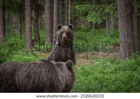 A pair of wild brown bears also known as a grizzly bear (Ursus arctos) in an Estonia forest, image shows a curious young bear standing up the get a better view of an approaching bear.