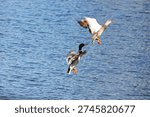 A pair of wild ducks in flight. Nesting, new season