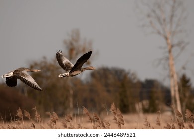 A pair of wild greylag geese in flight with spread wings