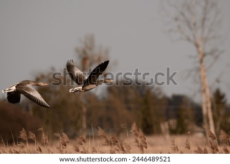 A pair of wild greylag geese in flight with spread wings