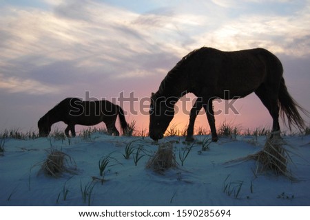A pair of wild horses feeding on dune grass at sunset, on Assategue Island, Maryland.