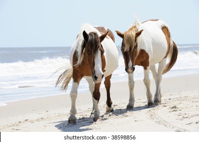 A Pair of Wild Horses walking side-by-side along the Beach at Assateague Island, Maryland
