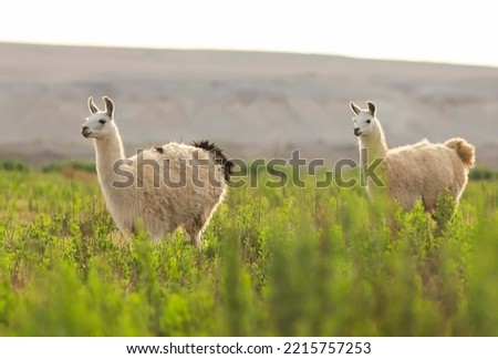 pair of wild lamas walking on the bushes