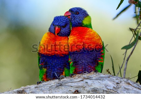 A pair of wild rainbow lorikeet parrots in Australia