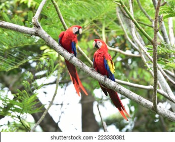 pair of wild scarlet macaws on tree, carate, corcovado national park, puntarenas, costa rica, central america near panama