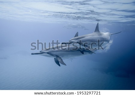 A pair of wild spinner dolphins off the coast of Oahu, Hawaii
