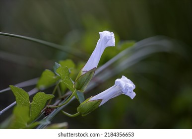 Pair Of Wildflowers, White And Climbing Bell, Ipomoea Stolonifera, In The Green Spontaneous Summer Vegetation Of A Natural Biotope.