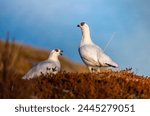 A pair of willow ptarmigan grouse in winter plumage, phenological mismatch