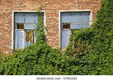 A pair of windows in an old brick wall. Leaves plant closes a small portion of the windows. Detail of the facade. Outdoor.