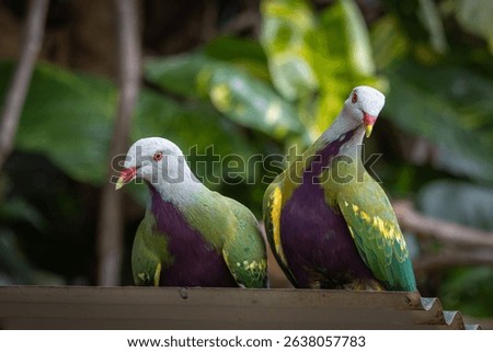 A pair of Wompoo Fruit-Doves 
