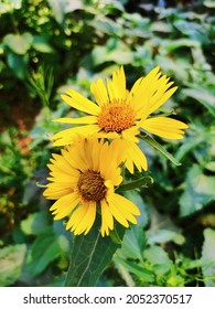 A Pair Of Yellow Flower At Garden, Spring, Revival, Gorgeous Flowers And Fragrance, Pleasant, Excitement, Relaxation, Peace, Quite