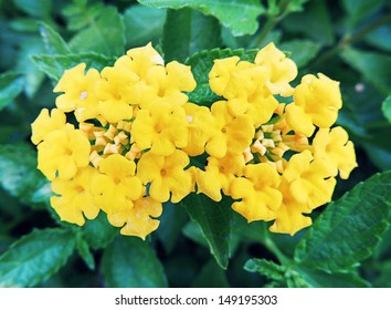 Pair Of Yellow Lantana