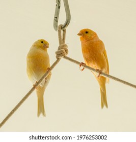 Pair Of Yellow And Orange Canary Birds On Rope