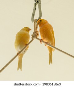 Pair Of Yellow And Orange Canary Birds On Rope