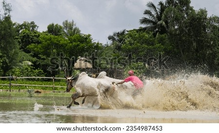Pair of yoked bulls running on paddy field with ankle deep water. This cattle race is known as kambala in karnataka, moichara in West Bengal.