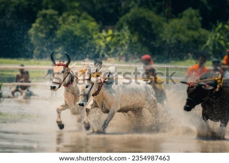 Pair of yoked bulls running on paddy field with ankle deep water. This cattle race is known as kambala in karnataka, moichara in West Bengal.