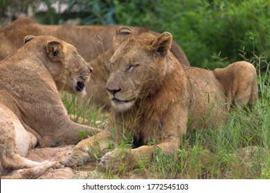 477 Two lions together young Images, Stock Photos & Vectors | Shutterstock