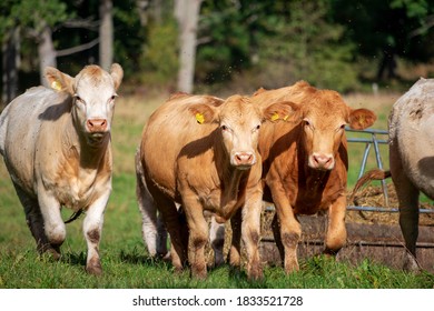 A Pair Of Young Bulls Running On A Field