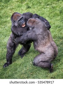 A Pair Of Young Gorillas Fighting And Showing Teeth