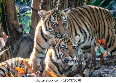 Pair Of Young Malayan Tiger Cubs With Heads Together Snuggling.  In Afternoon Sunlight.   