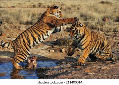 Pair Of Young Tigers Playing 