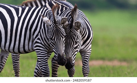 Pair of zebra interacting in open grassland of masai mara - Powered by Shutterstock