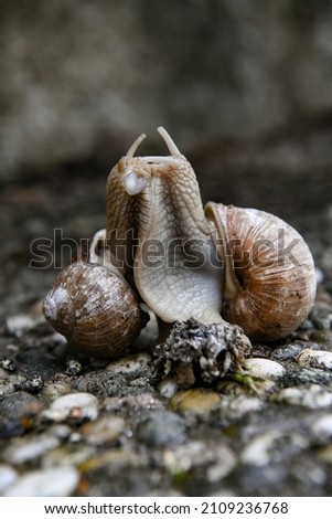 Pairing Landsnails , two snails during the pairing