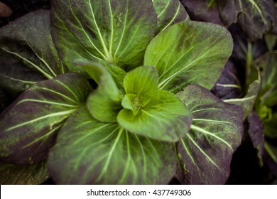 Pak Choi