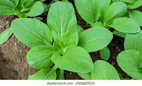 Pak choi o Bok