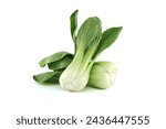 Pak choi, also known as bok choi or pok choi type of Chinese cabbage isolated on white background