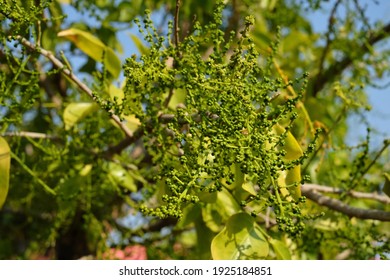 306 Pak wan tree Images, Stock Photos & Vectors | Shutterstock