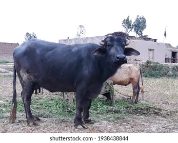 pakistani buffalo or domestic Asian water buffalo, black buffalo