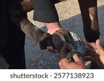 Pakistani horse feet A farrier trimming a horse